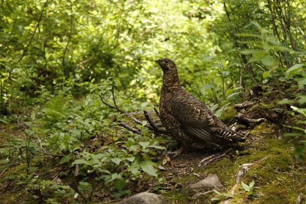a grouse is surprised by hikers, but stays calm.